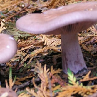 Blewitt mushroom