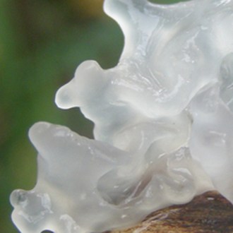 White jelly Mushroom.
