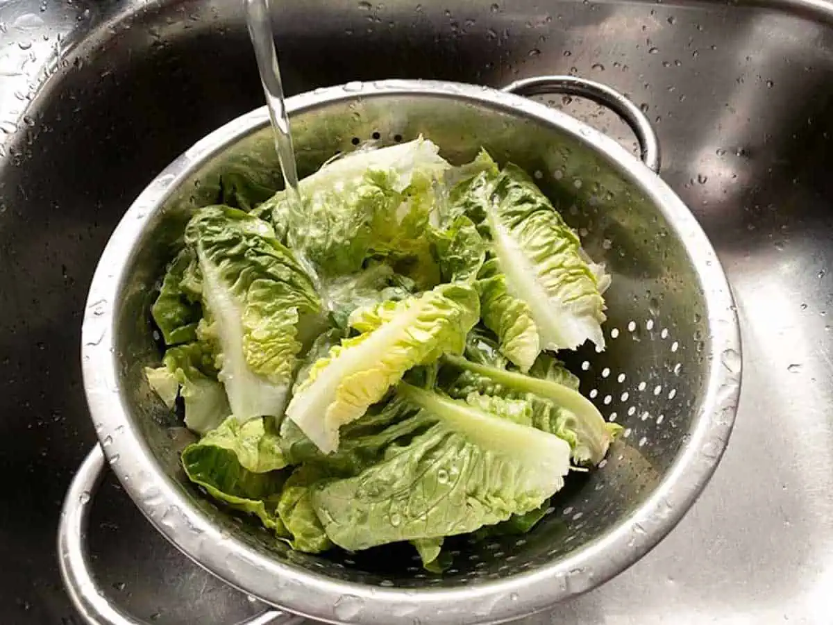 Washing baby gem lettuce leaves in a colander in the sink. 