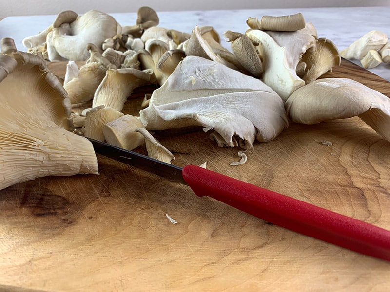 CUTTING THE STEMS OFF YOUR OYSTER MUSHROOMS
