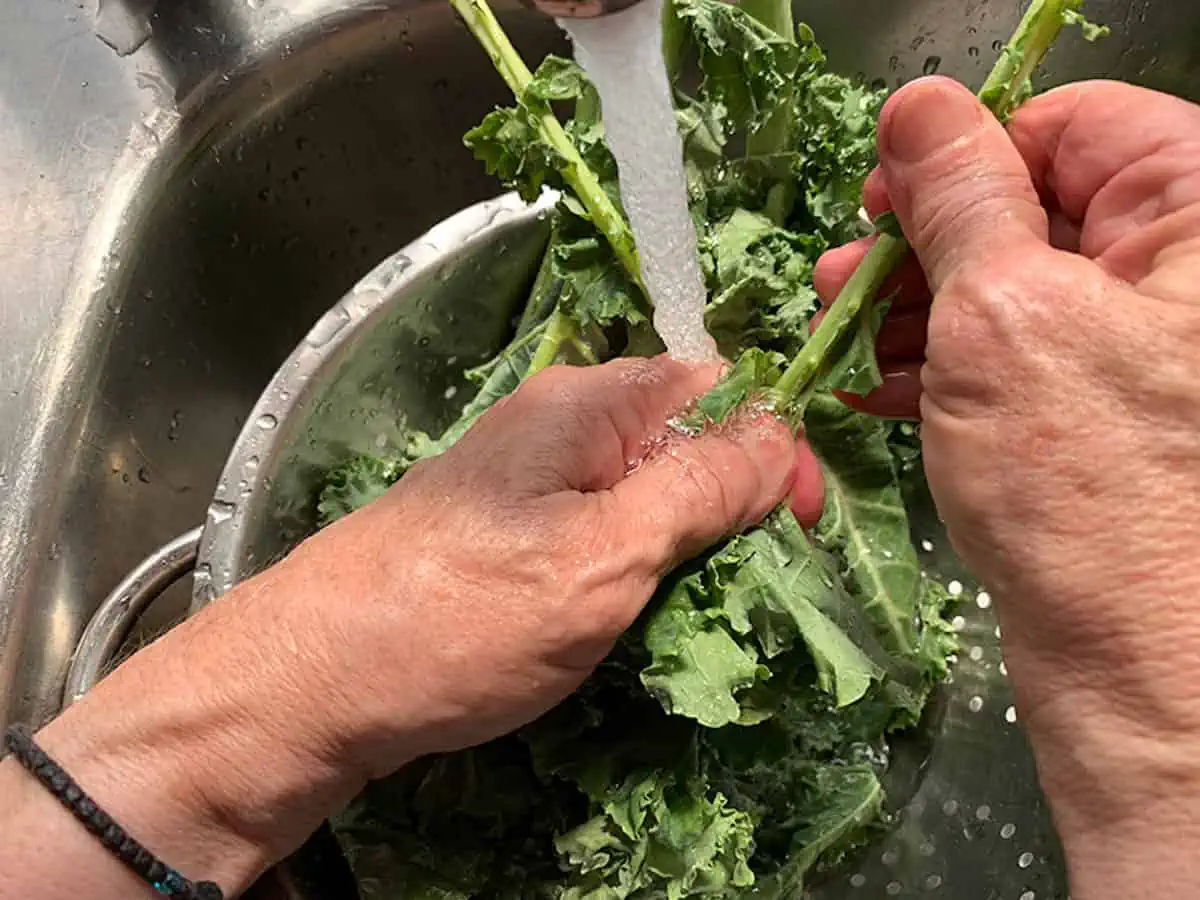 Hands stripping kale leaves from stems in a sink.