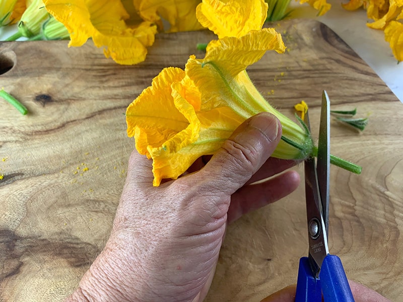 Hands cutting of the stems of a squash flower with scissors.