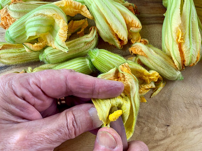 Hands removing the stamen from zucchini flowers.