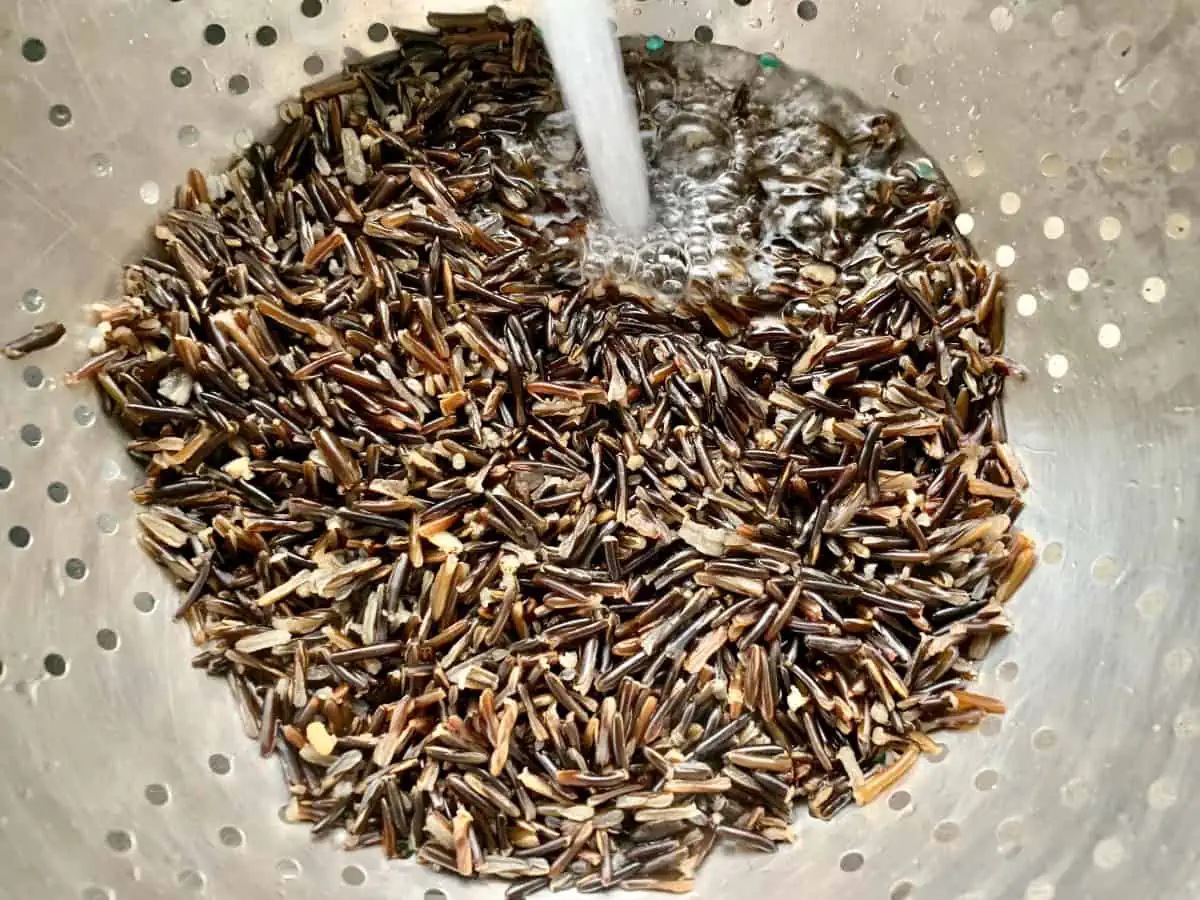 Rinsing cooked wild rice in a colander.