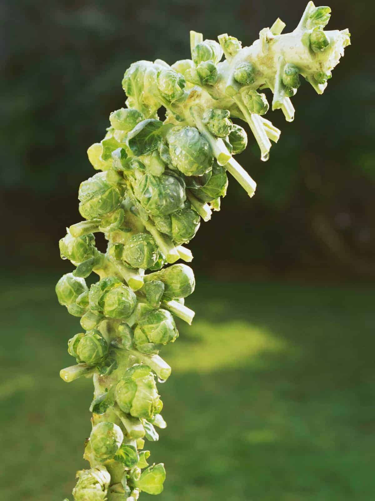 Raw Brussels sprouts on stalk