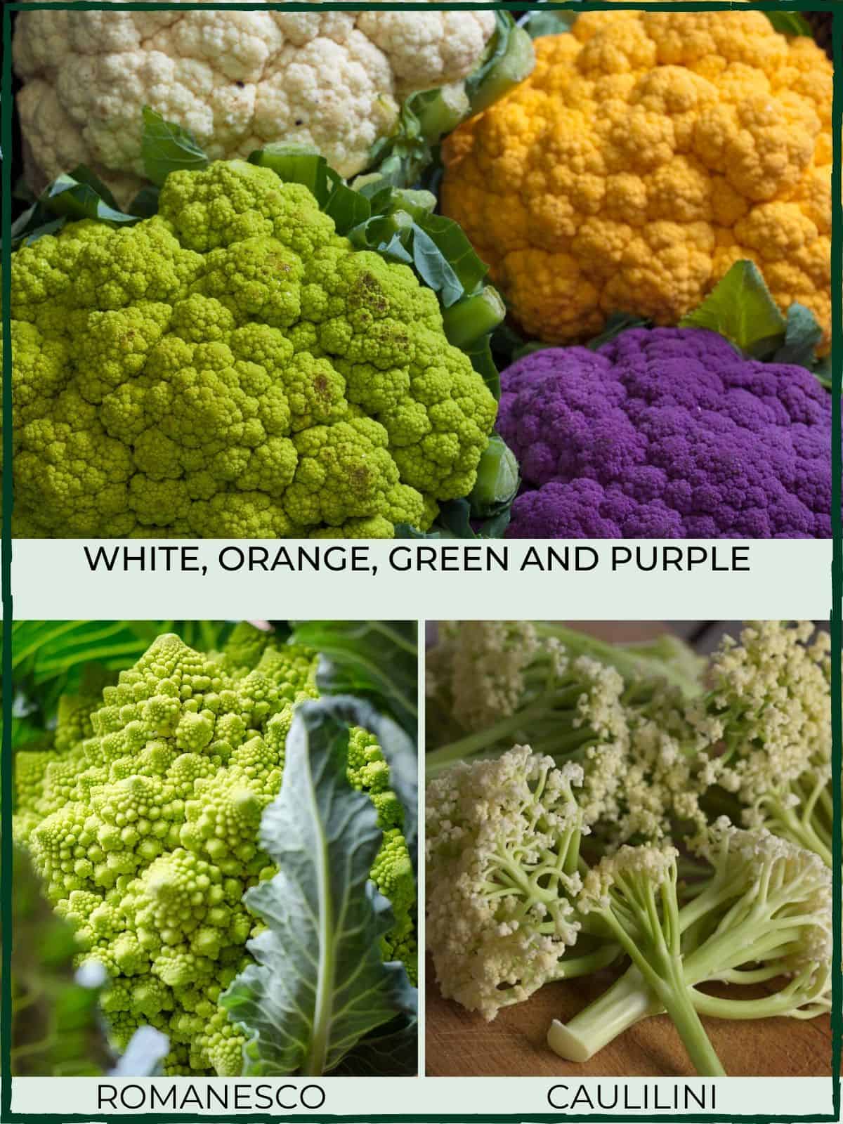 cauliflower varieties - white, orange, purple, green, romanesco & caulilini