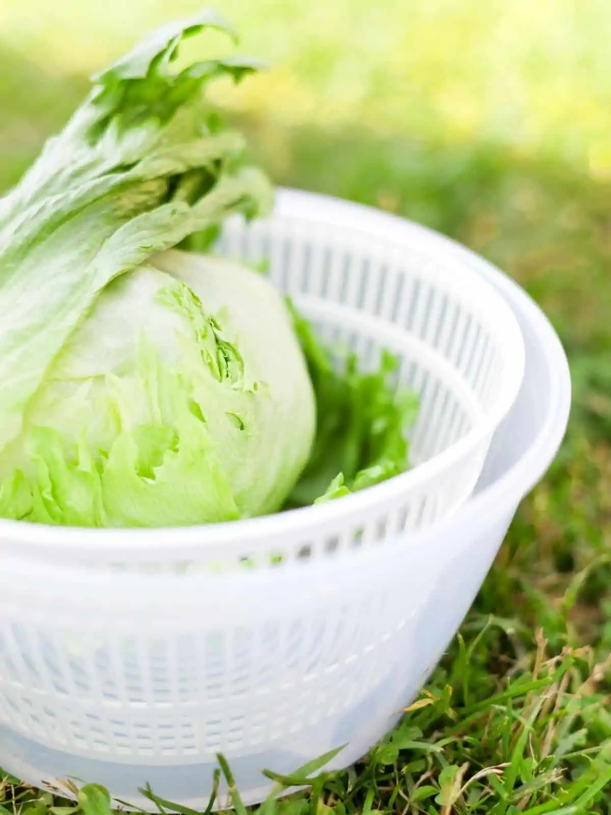 Lettuce in white salad spinner