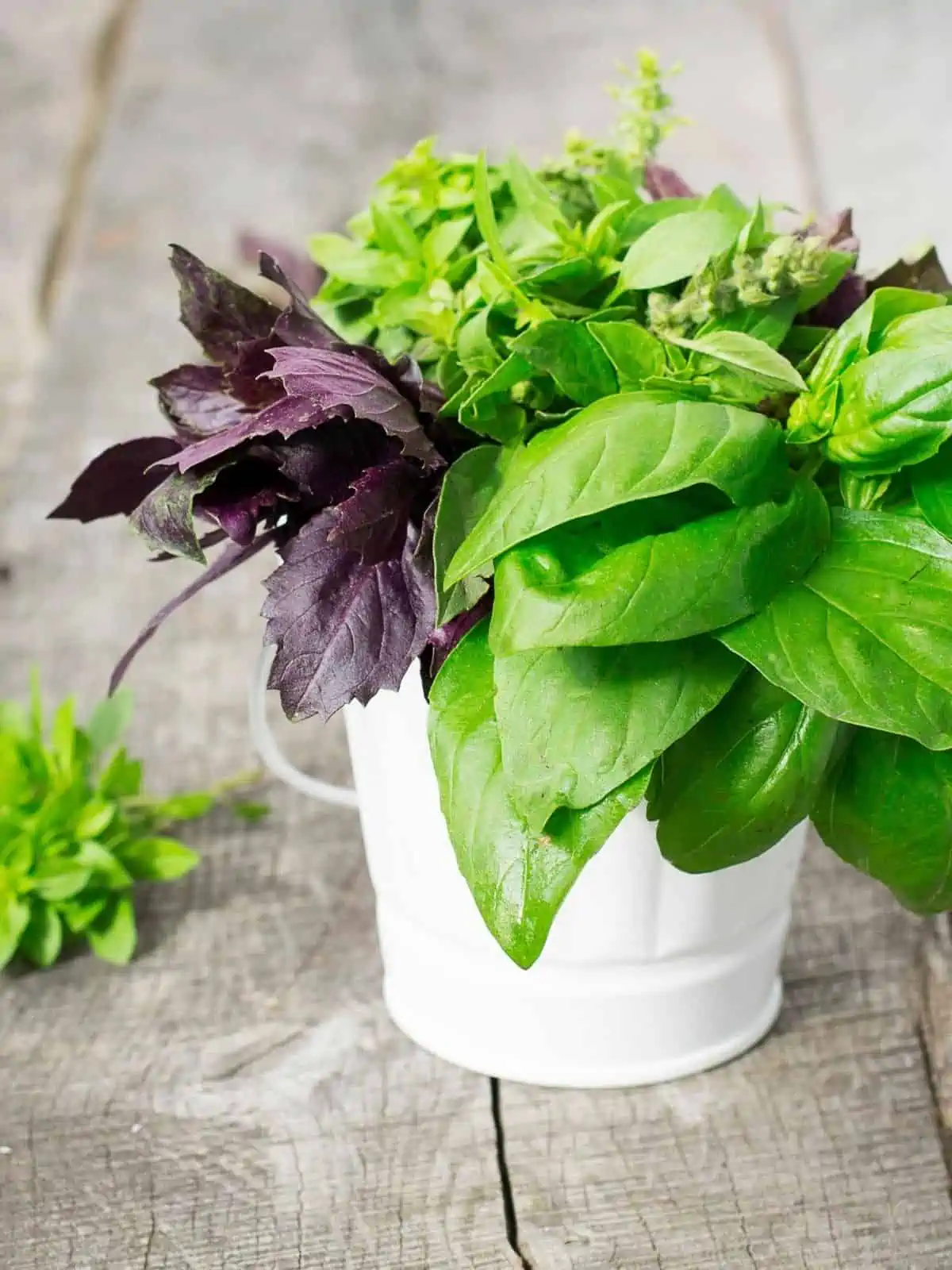 BASIL VARIETIES IN A WHITE POT