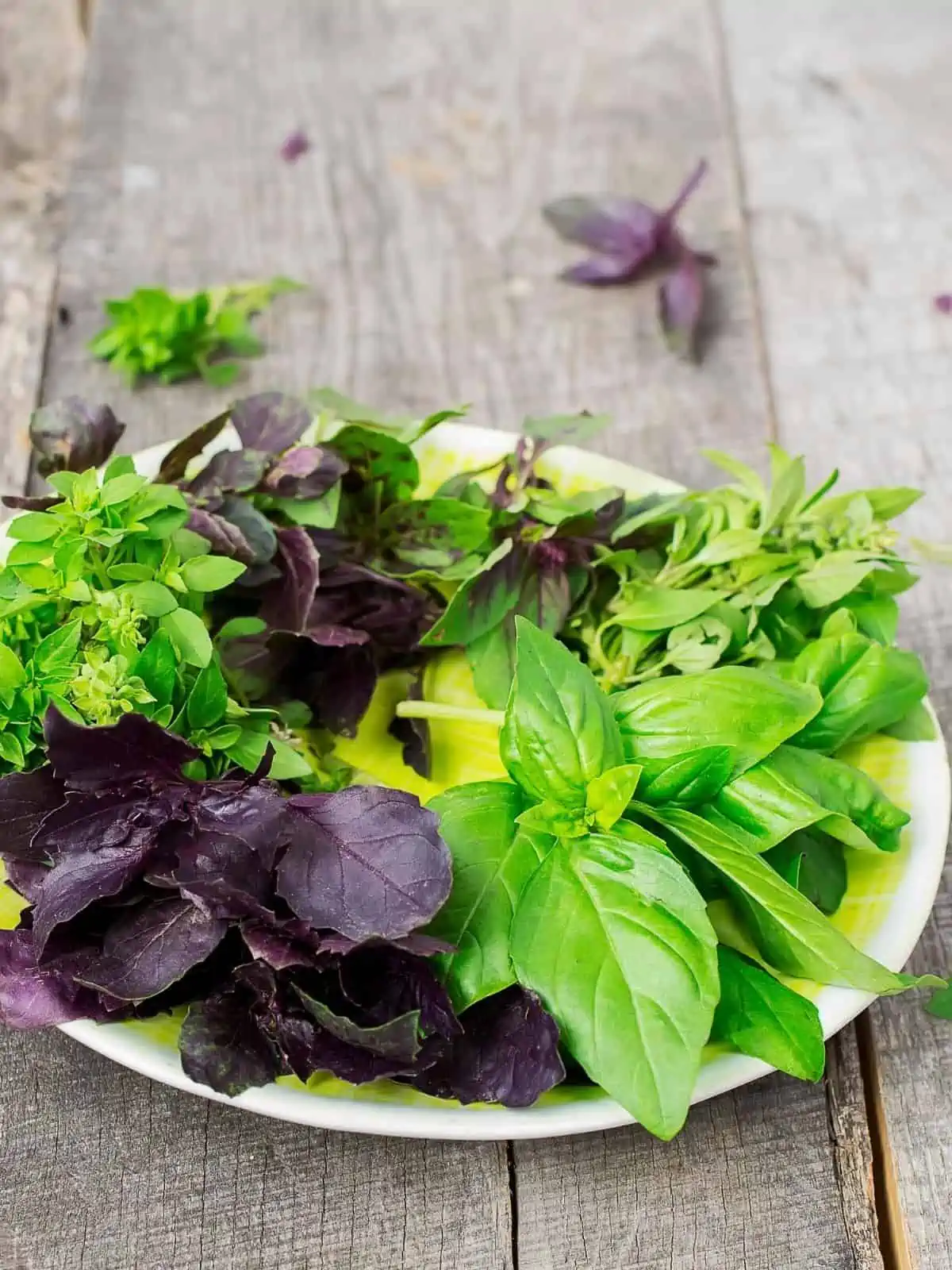 BASIL VARIETIES ON A WHITE PLATE