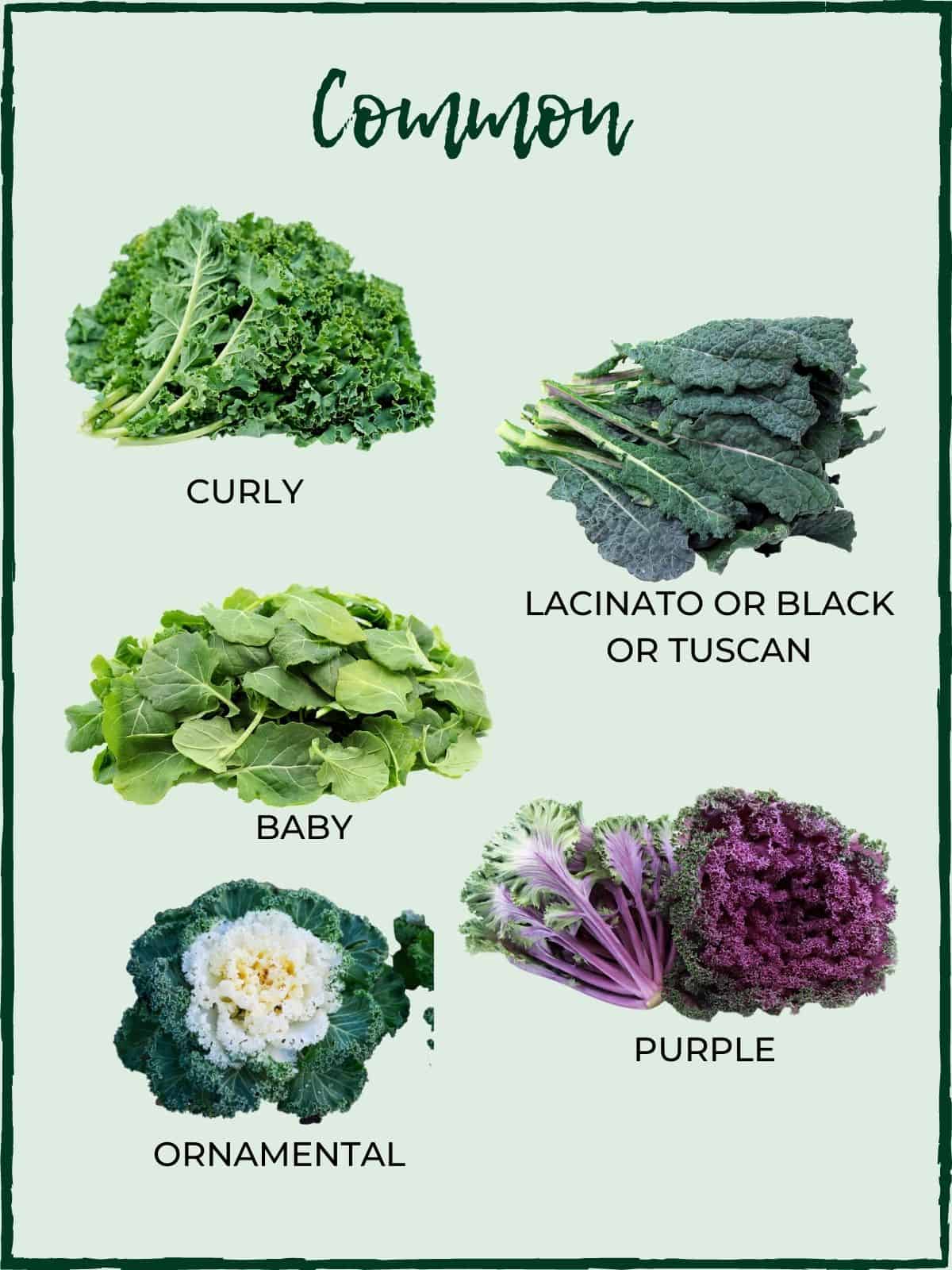 Varieties of Kale -the king of the super-greens! - Salads with Anastasia