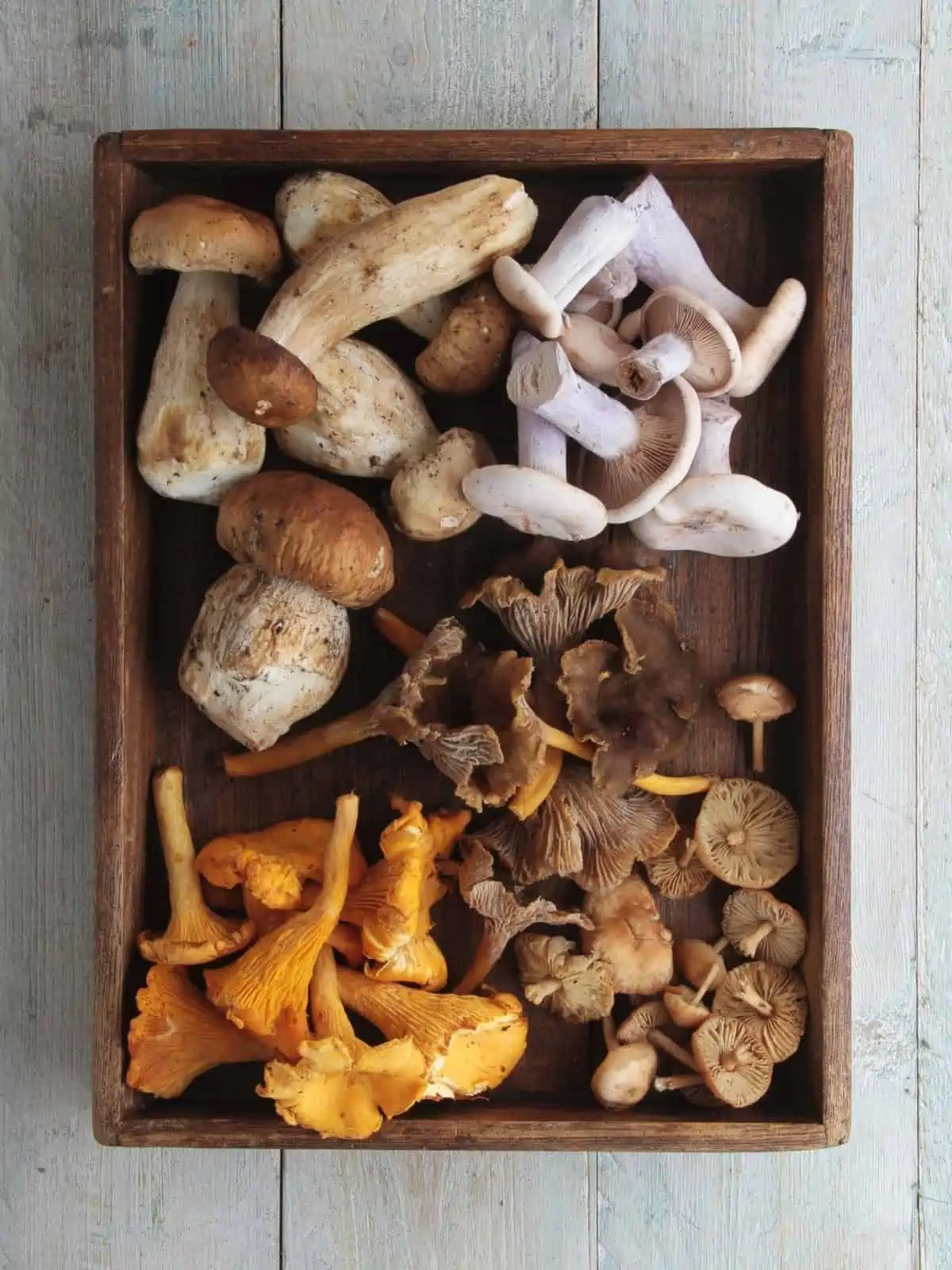 DIFFERENT TYPES OF MUSHROOMS IN A WOODEN TRAY