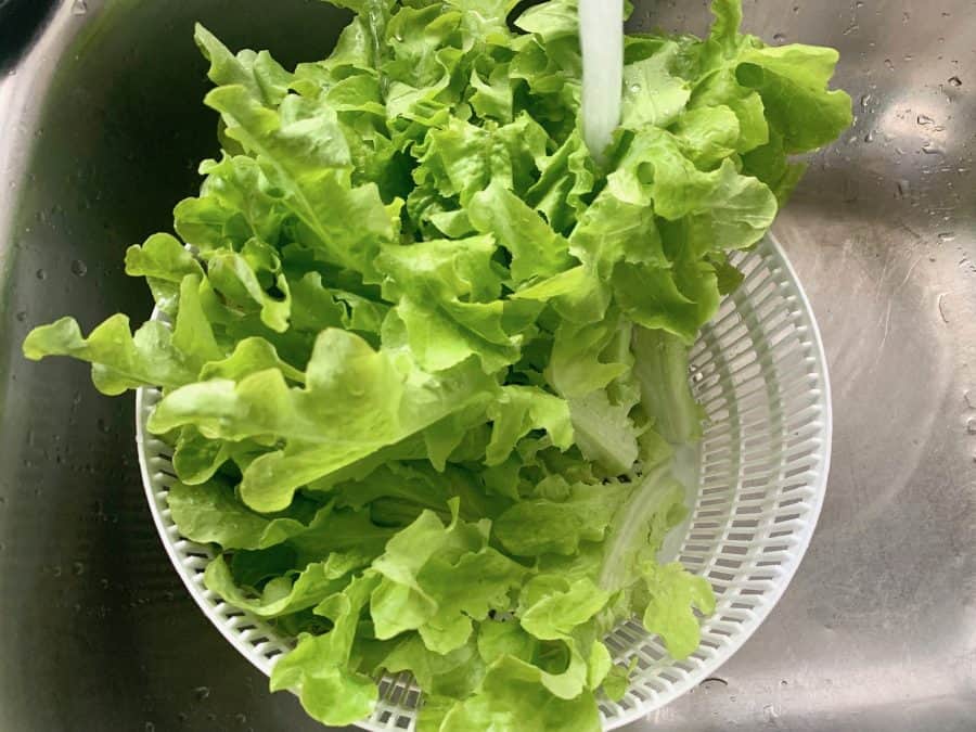 WASHING CURLY LETTUCE IN A COLANDER UNDER COLD RUNNING WATER IN THE SINK