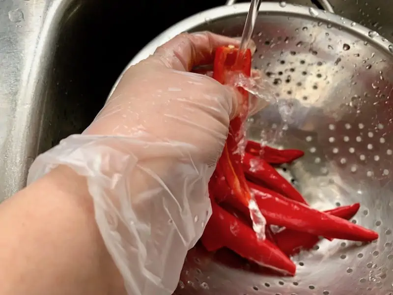 HANDS WEARING GLOVES RINSING CHILLIS IN A COLANDER IN THE SINK UNDER COLD RUNNING WATER