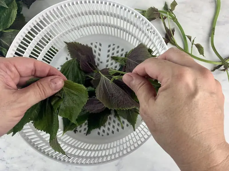 HANDS STRIPPING SHISO LEAVES OVER STRAINER