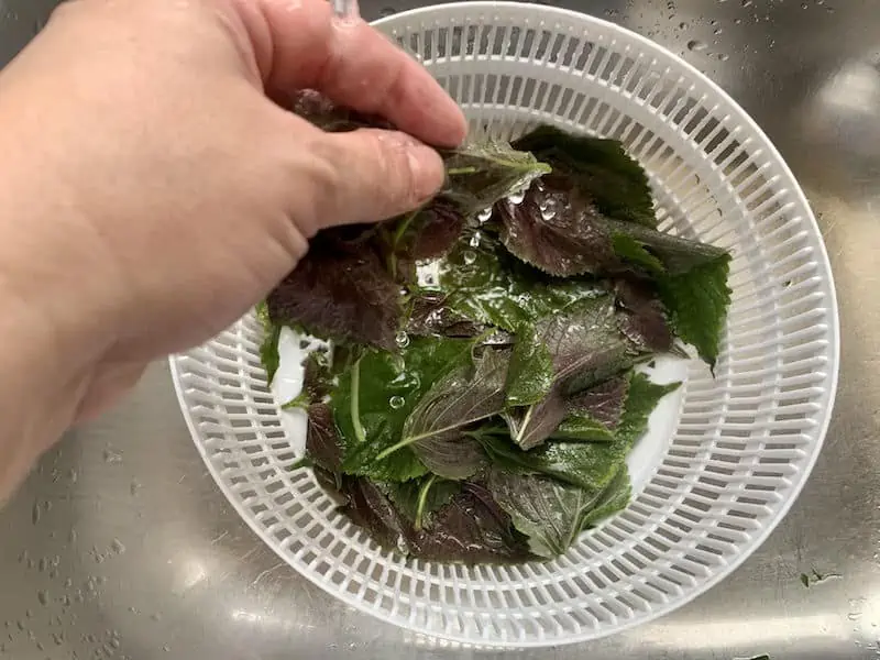 HANDS WASHING SHISO LEAVES IN COLANDER IN SINK