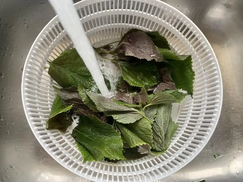 SHISO LEAVES IN COLANDER IN SINK WITH WATER RUNNING