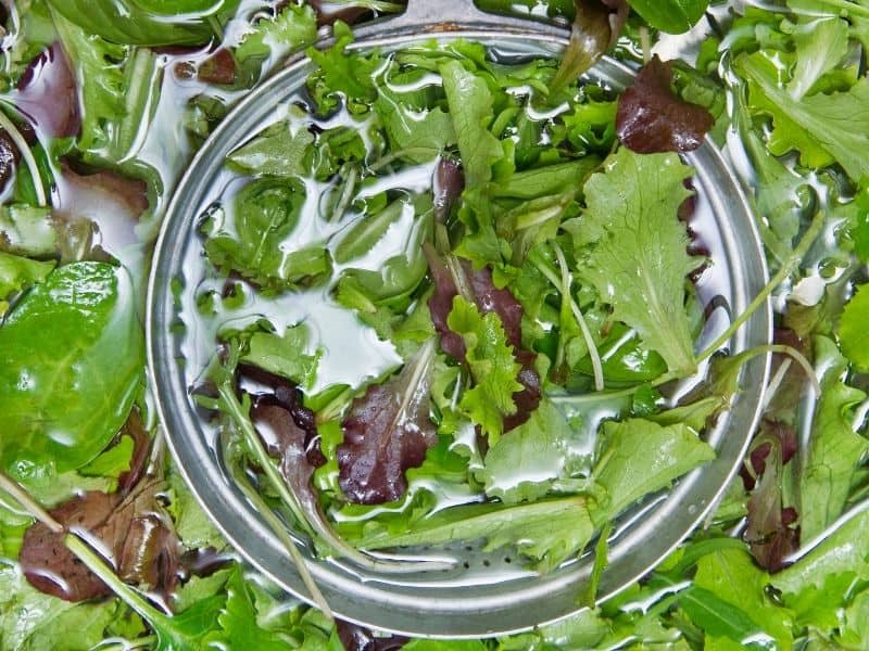 Soaking salad leaves in water