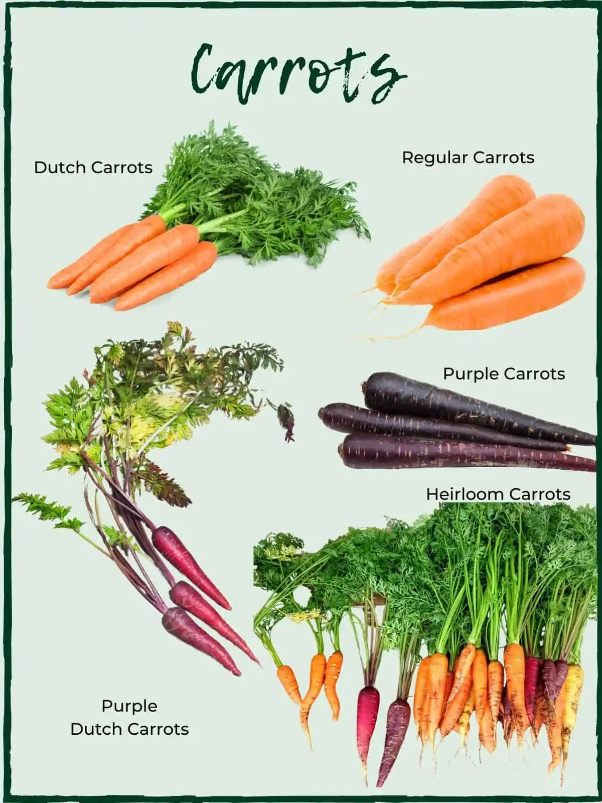 LABELLED CARROT VARIETIES