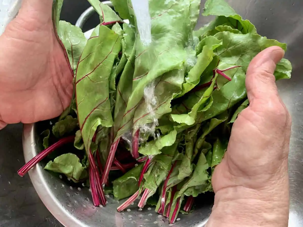 Hands washing beet leaves in a colander under water in a sink.