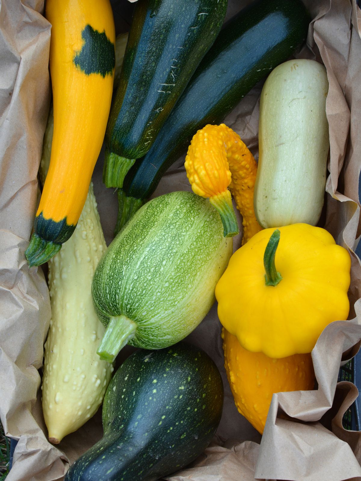 A variety of zucchini and squash.