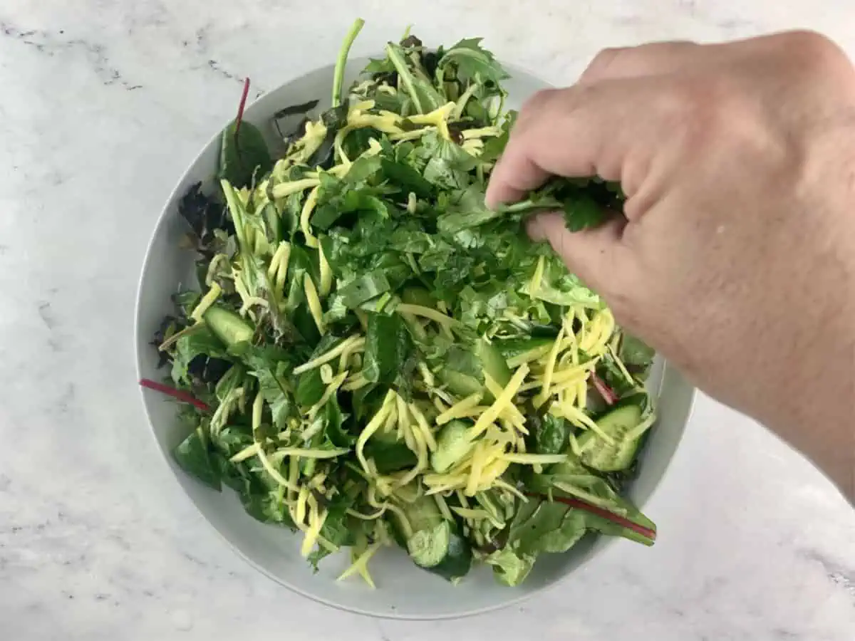Adding chopped coriander or cilantro to green mango salad.