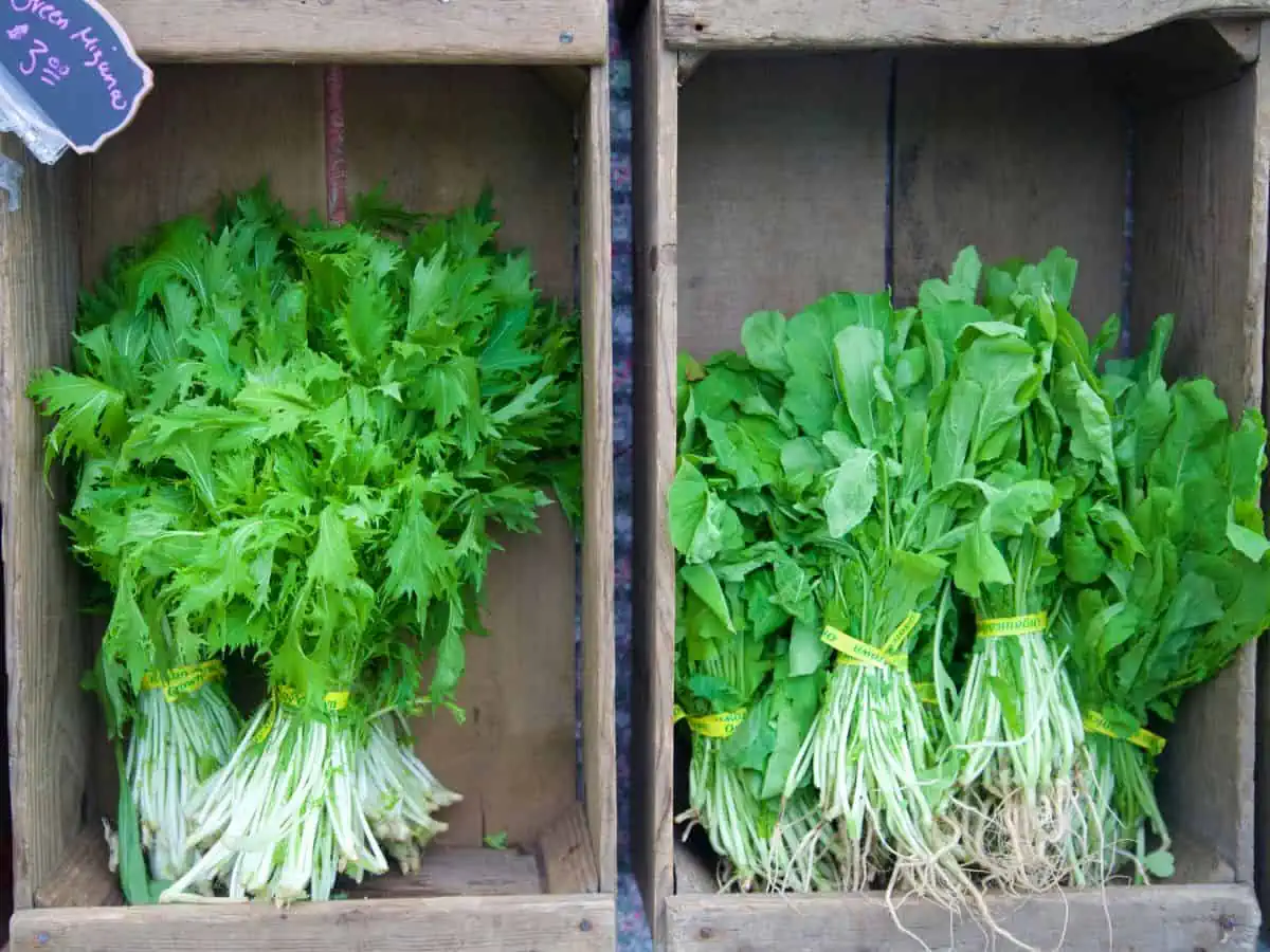 Bunches of mizuna on the left and bunches of rocket or arugula on the right, in wooden crates.