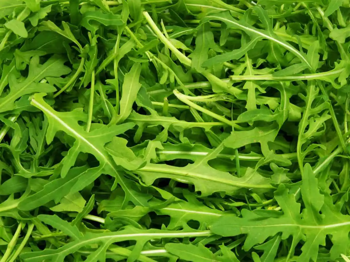 A close up of a pile of baby rocket or arugula leaves.