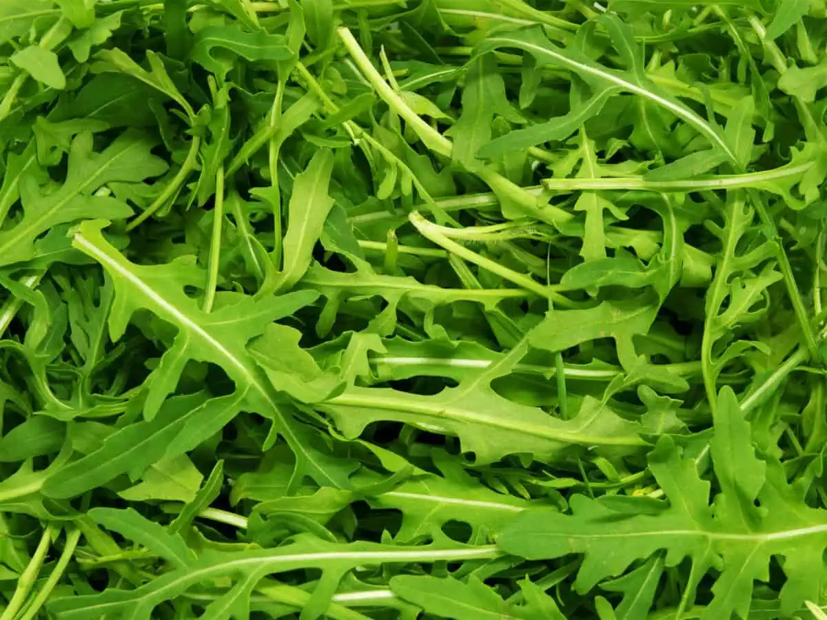 Rocket vs Arugula - The Ultimate Guide!