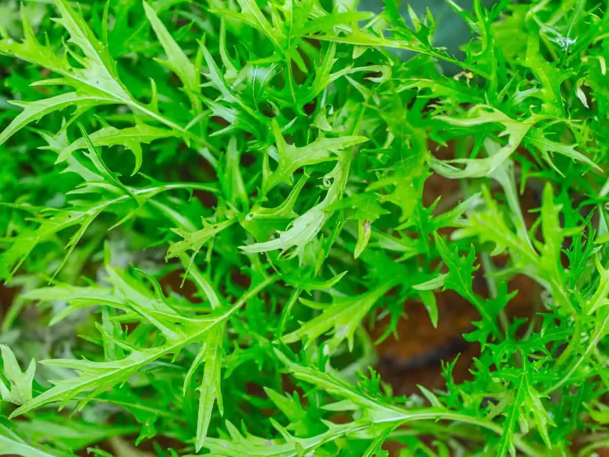 A close up a pile of mizuna leaves.