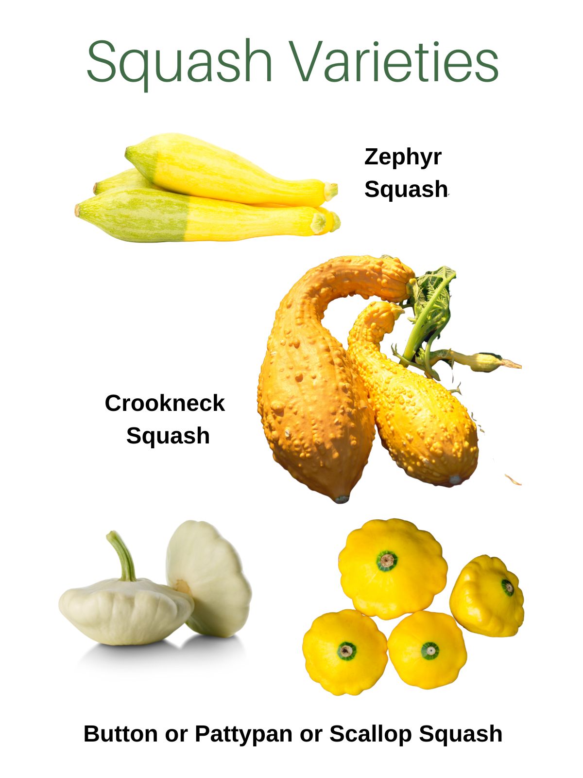 Labelled squash varieties.