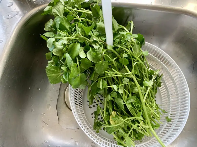 Washing watercress in a sink under cold water.