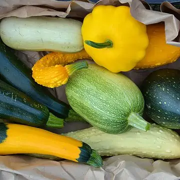 A variety of zucchini and squash.