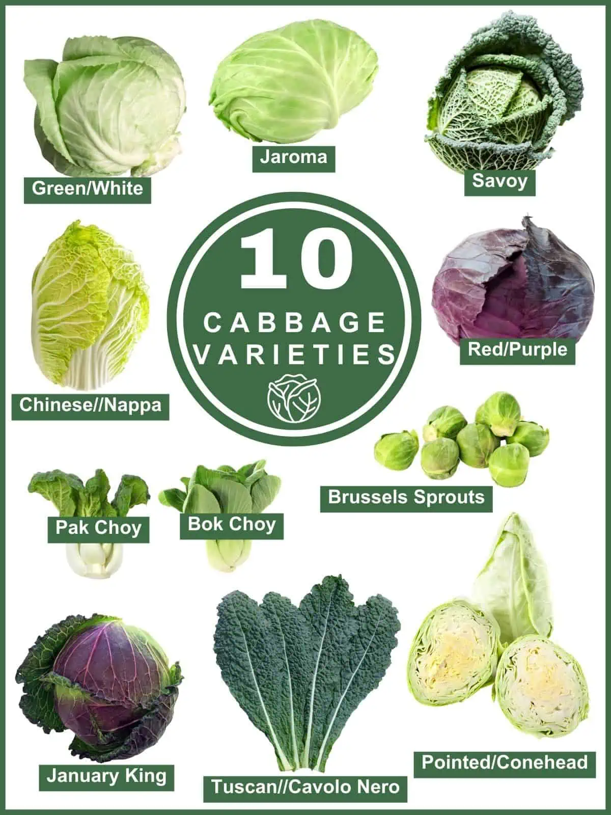 Discover 10 Cabbage Varieties And Their Exciting Uses Salads With Anastasia