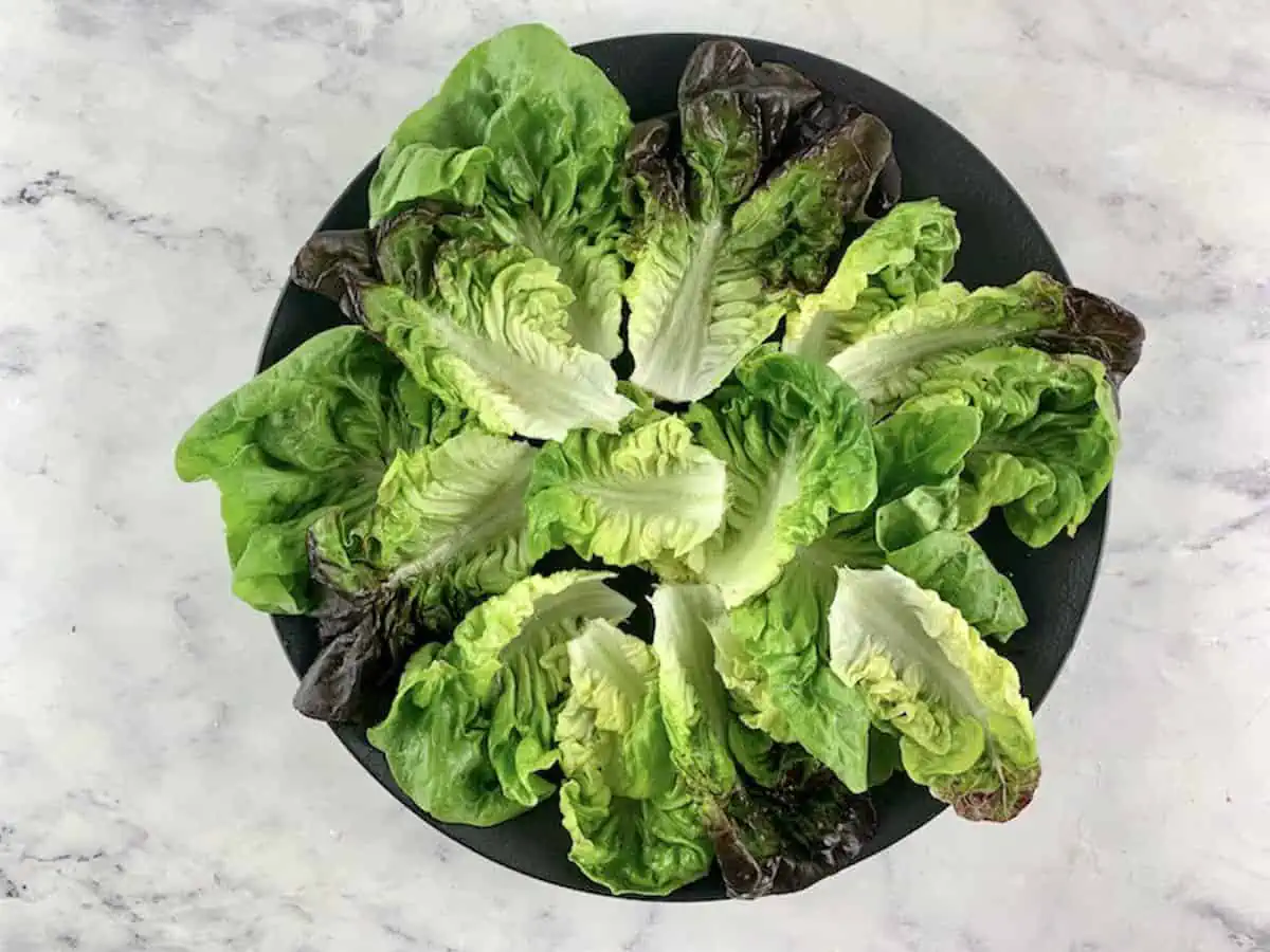 Arranging gem lettuce leaves onto a salad platter.