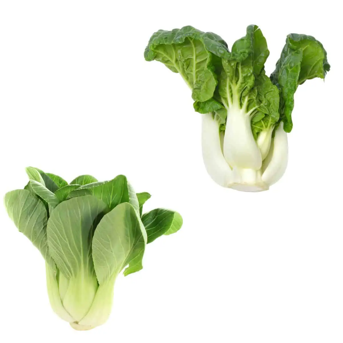 Pak choy and bok choy sitting next to each other.