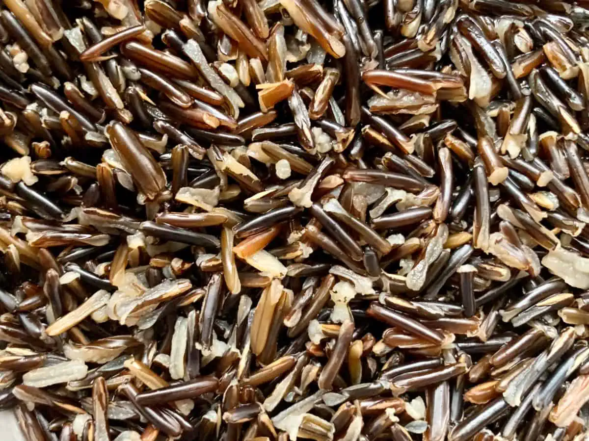 A close-up of cooked wild rice that is puffed.
