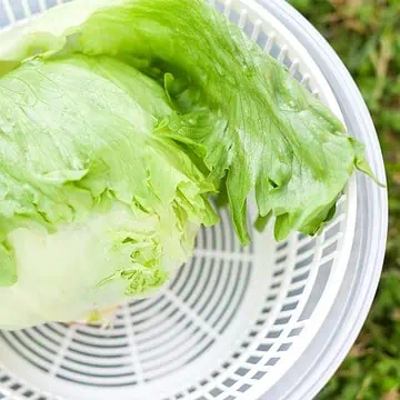 Lettuce in white salad spinner